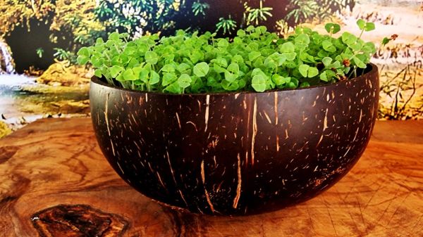 Chia Microgreen-Saat mit Kokosnuss-Pflanzschale und Kokos-Quelltabs