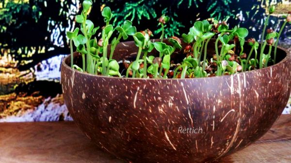 Rettich-Microgreen-Saat mit Kokosnuss-Pflanzschale und Kokos-Quelltabs