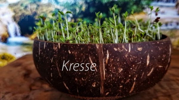 Kresse-Microgreen-Saat mit Kokosnuss-Pflanzschale und Kokos-Quelltabs